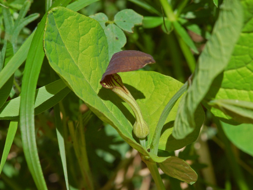 Aristolochia rotunda